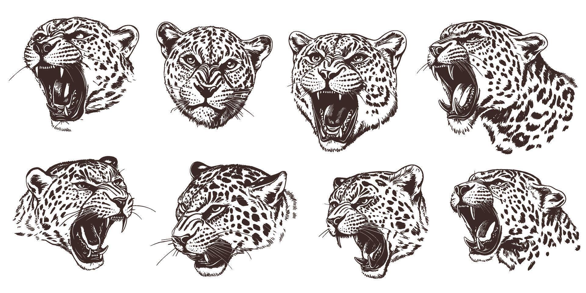 Leopard sketches with diverse expressions showcasing detailed fur markings and fierce attitudes vector
