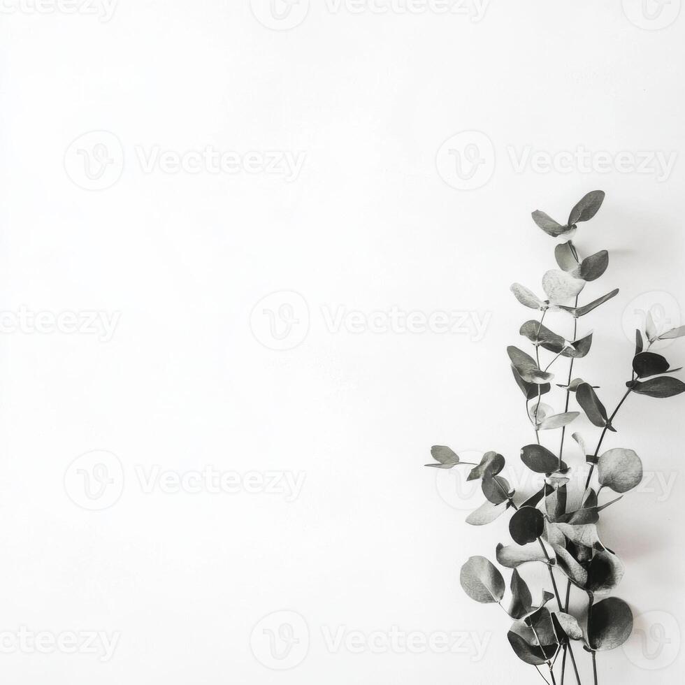 Black and white photo of eucalyptus leaves on a white background