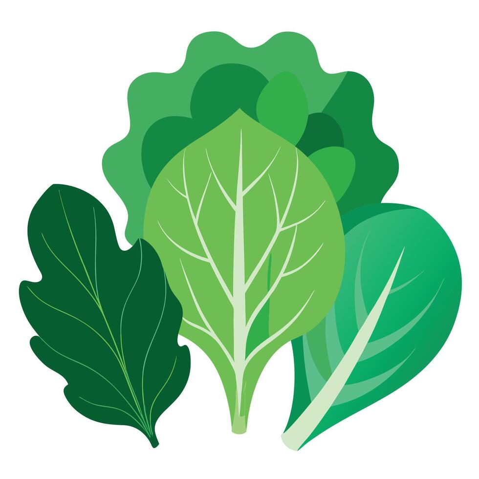 A green leafy vegetable is shown on a white background vector