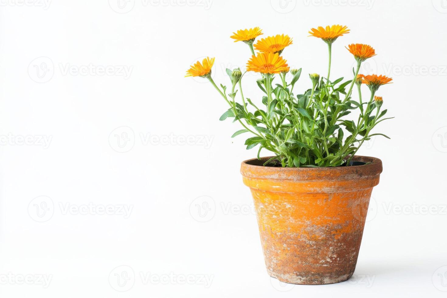 A small flower pot with yellow flowers in it photo