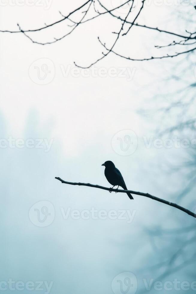 A black bird sitting on a branch in the fog photo