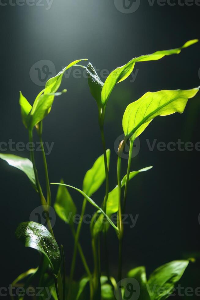 Lush green cryptocoryne plants enhancing the tranquility of a dimly lit aquarium environment with soft light photo