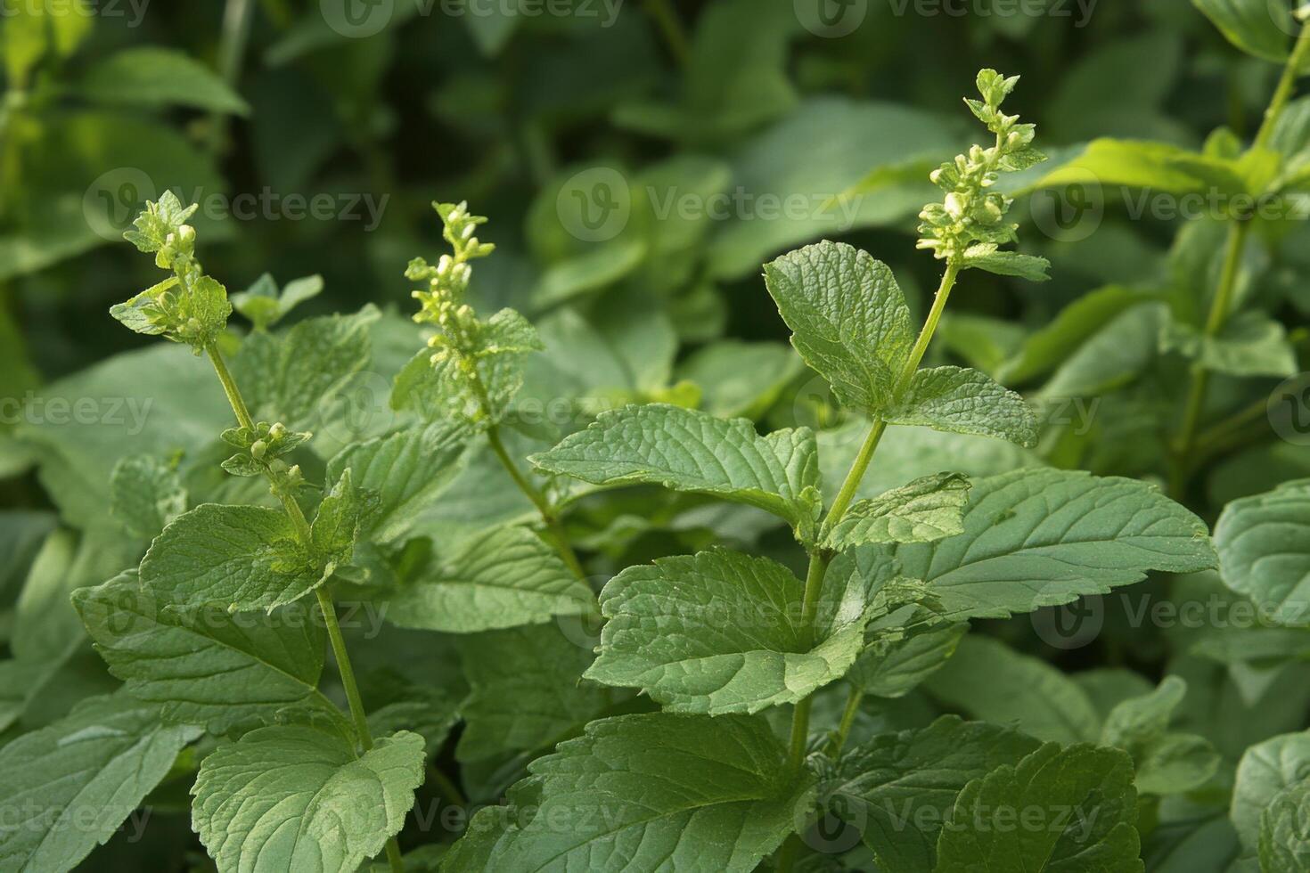 A close up of a plant with green leaves photo
