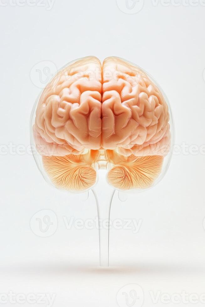 This artwork features a simplified representation of a brain cross-section, highlighting the ventricles photo