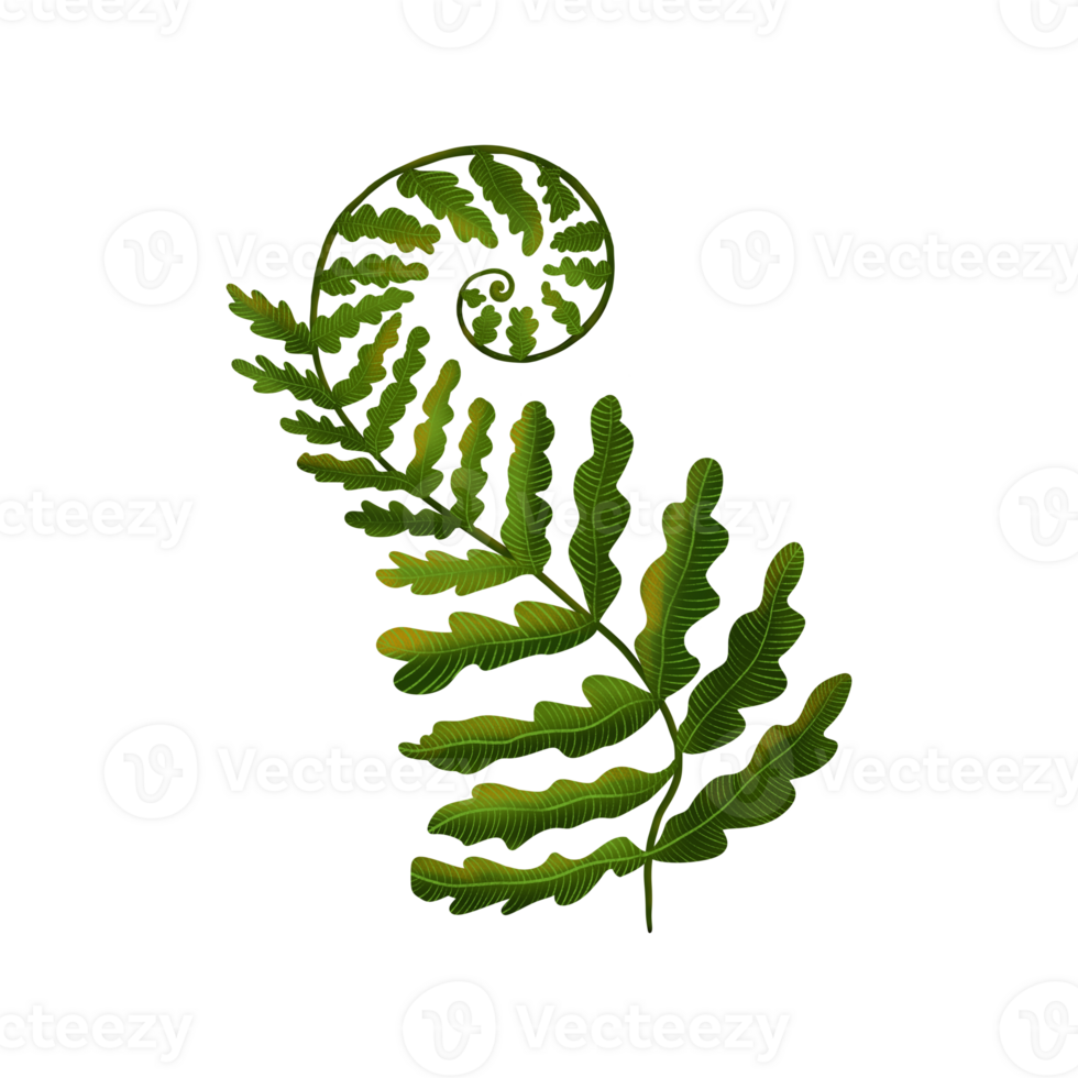 Swirling fern leaf png