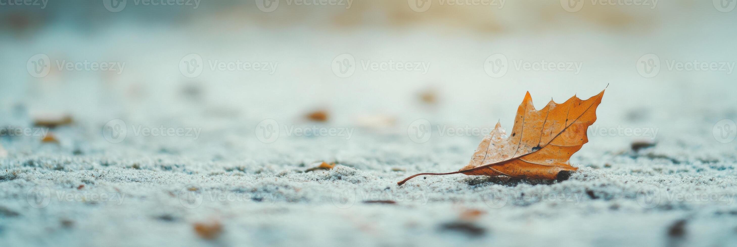 Evoking melancholy through a single fallen leaf resting gently on frost-kissed ground at dawn photo