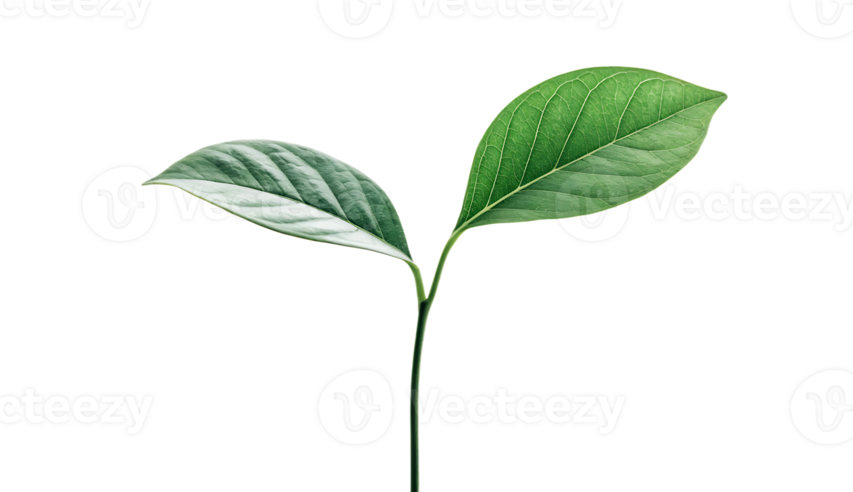 Close-Up of Two Simple Green Leaves with Stem, Isolated on Transparent Background png