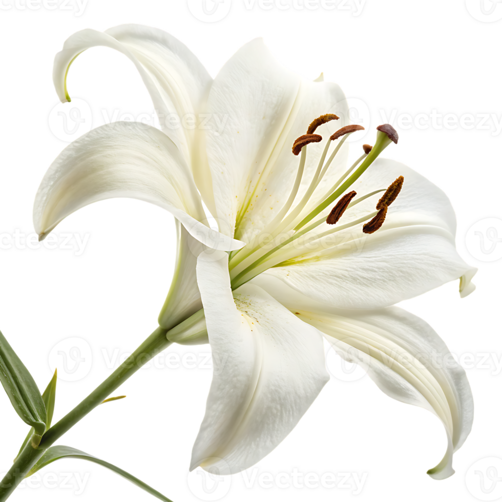 Elegant White Blossom on Transparent Background png