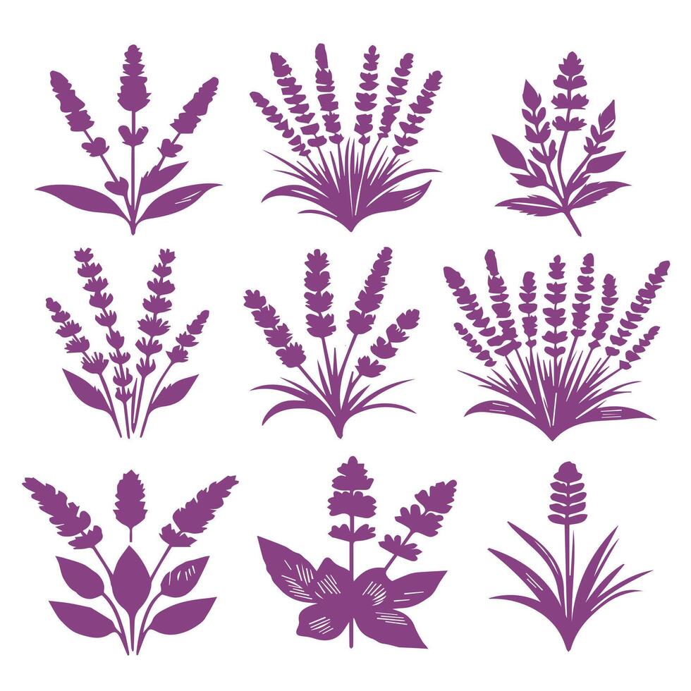 Set of lavender flowers and leaves illustration vector