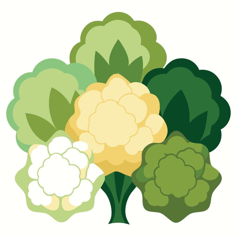 Cauliflower, broccoli, cabbage, cabbage, cabbage, cabbage, cabbage, cabbage, cabbage vector