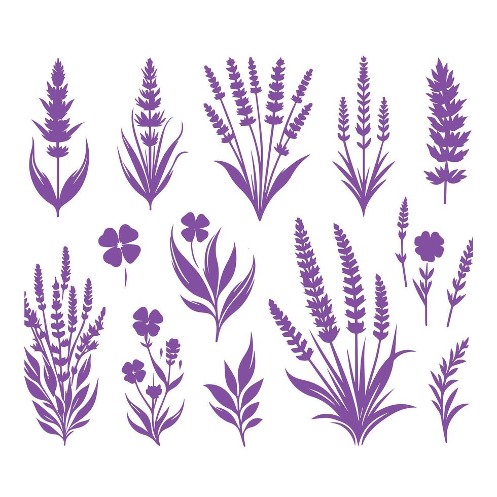Set of lavender flowers and leaves isolated on white background vector