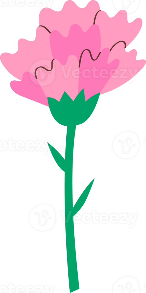 Soft Pink Carnation for Mother Day Gift png
