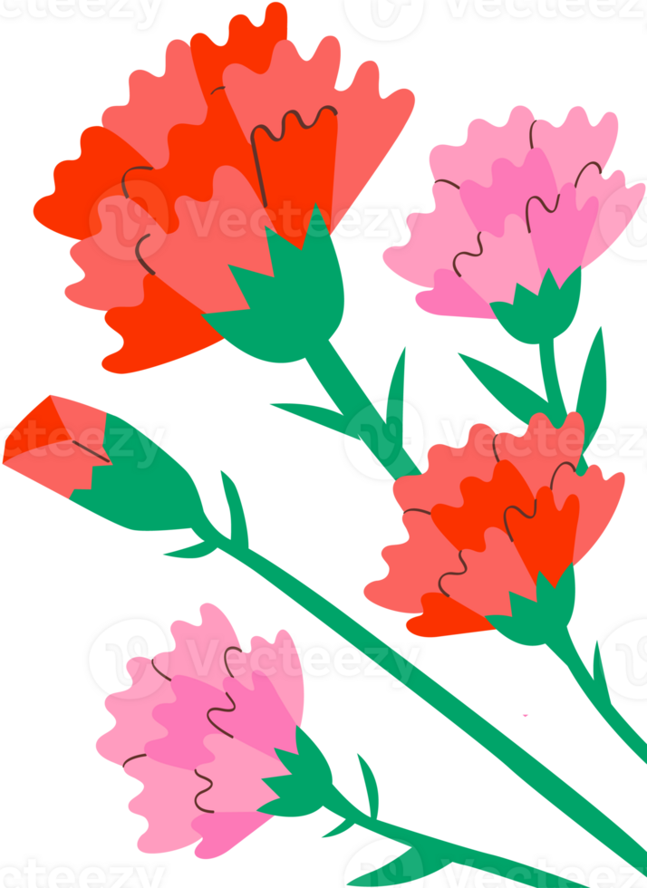 Mother Day Carnation Illustration png