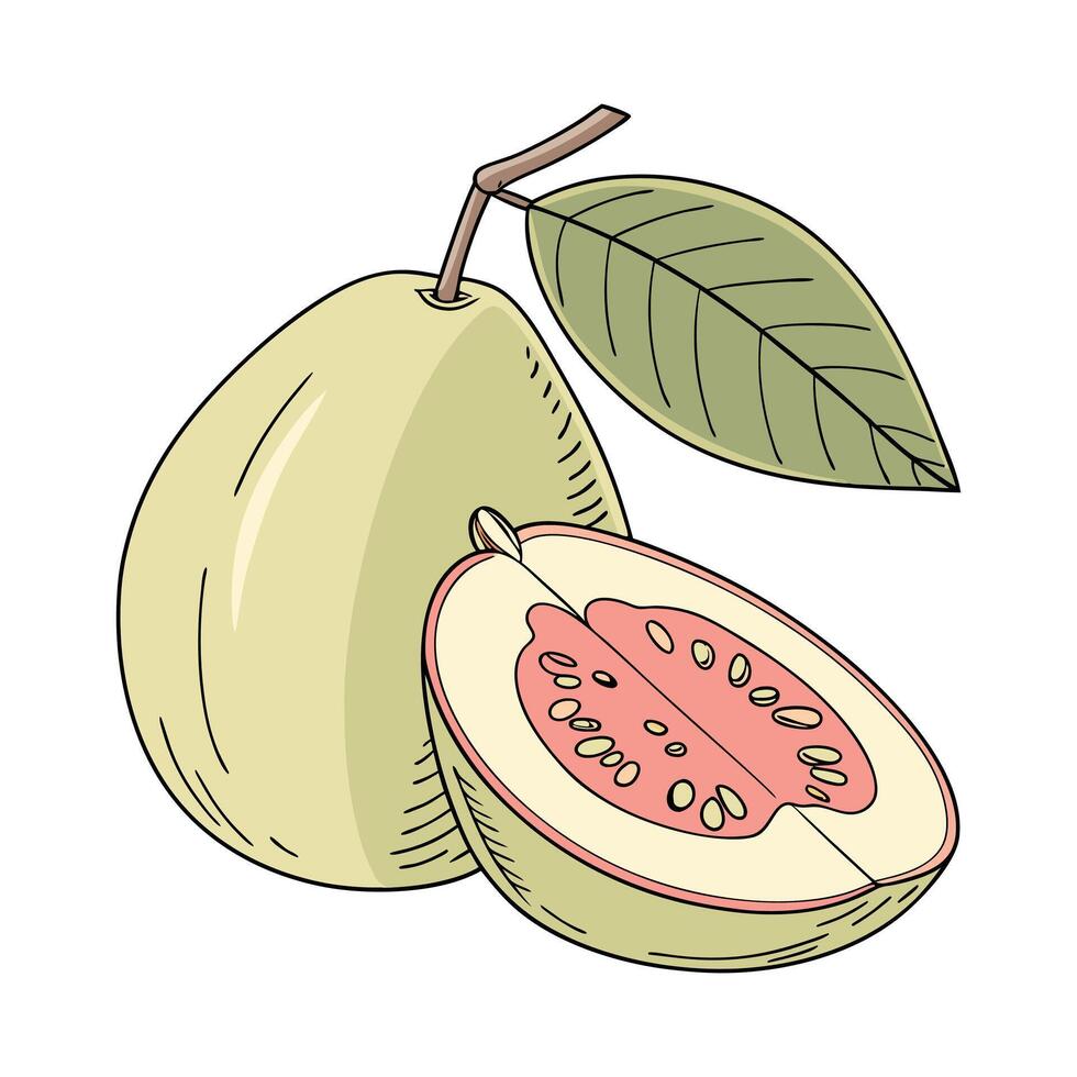 Pink Guava with a Cut Section Showing Seeds and a Fresh Juicy Interior vector