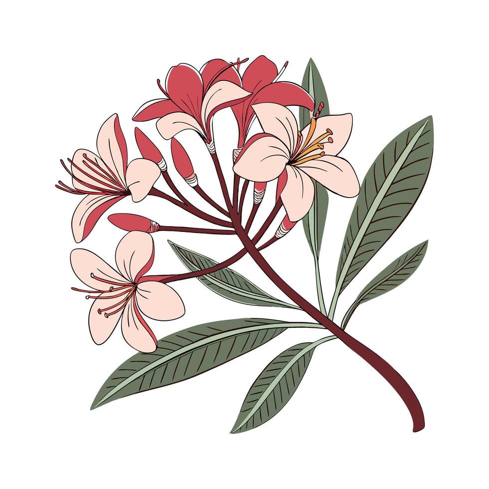 Elegant Pink and White Lily Flower with Delicate Petals vector