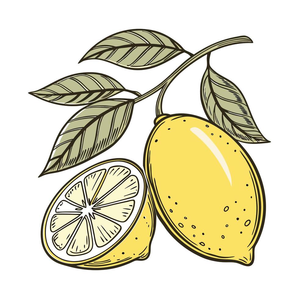 Lemon Branch with Fresh Yellow Lemons and Green Leaves for Natural Appeal vector