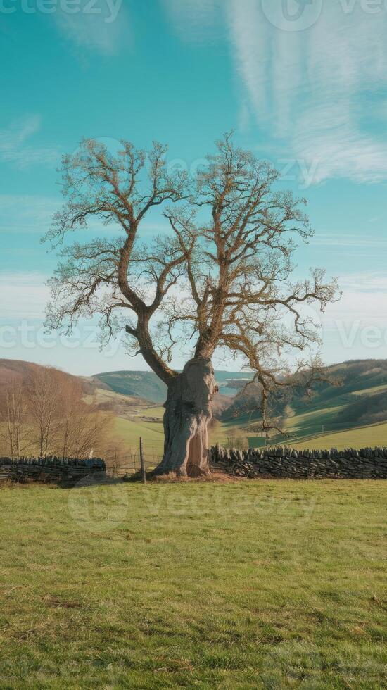 A large tree in a field photo