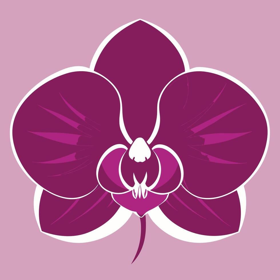 a purple orchid flower on a pink background vector
