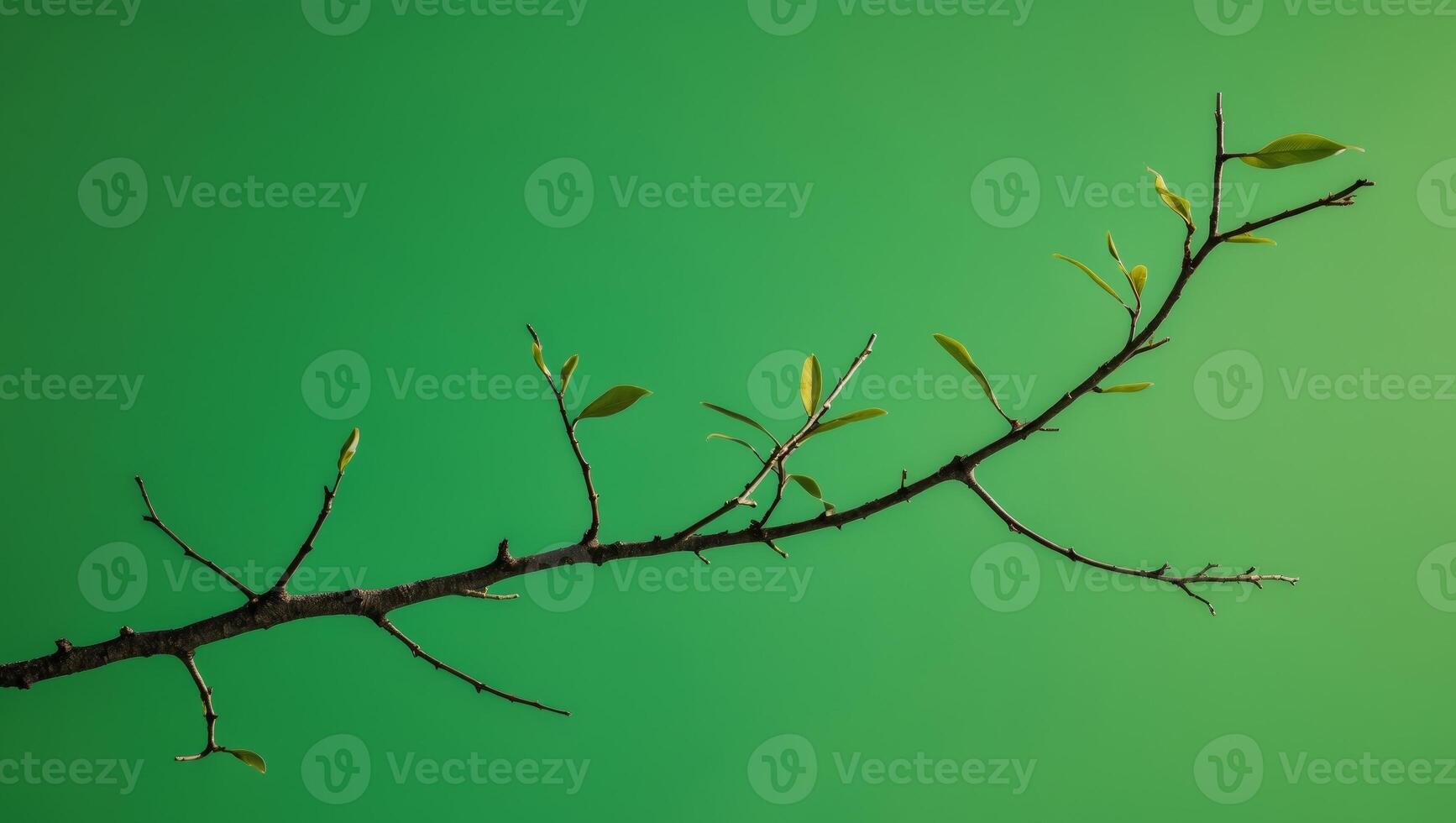 A branch with leaves on it against a green background photo