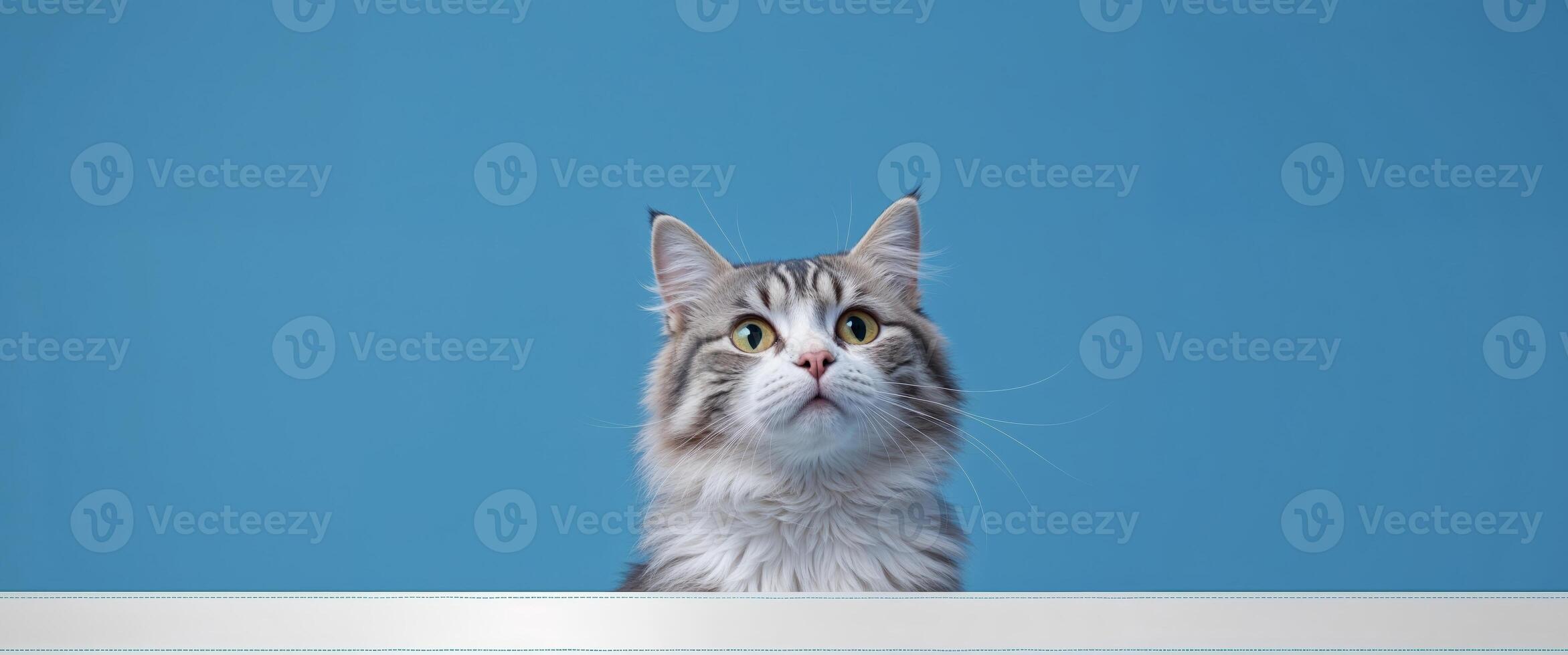 A cat looking up at the camera from behind a blue background photo