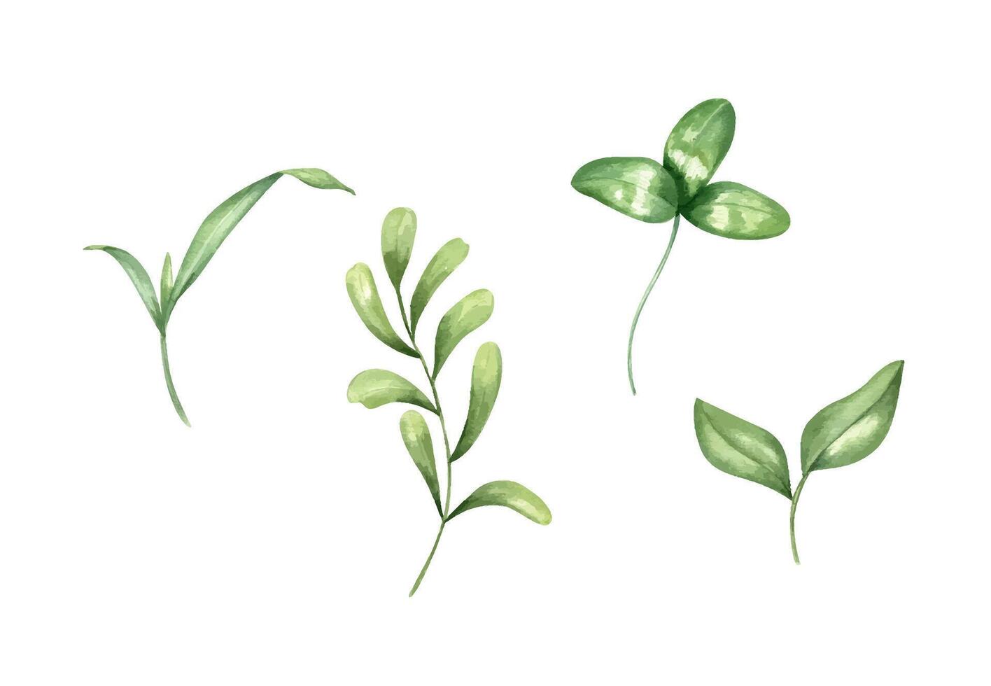 Watercolor green grass plant, branch with leaves and clover leaf set illustration background. Farm wild floral hand painted herb elements clip art for greeting card, invitation design, rustic decor vector