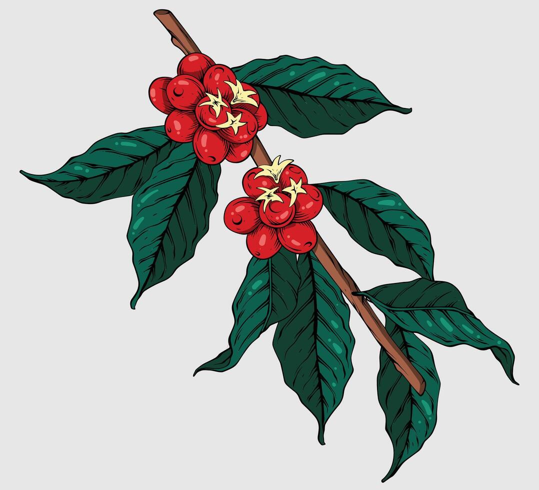 Leaves of Coffee vector