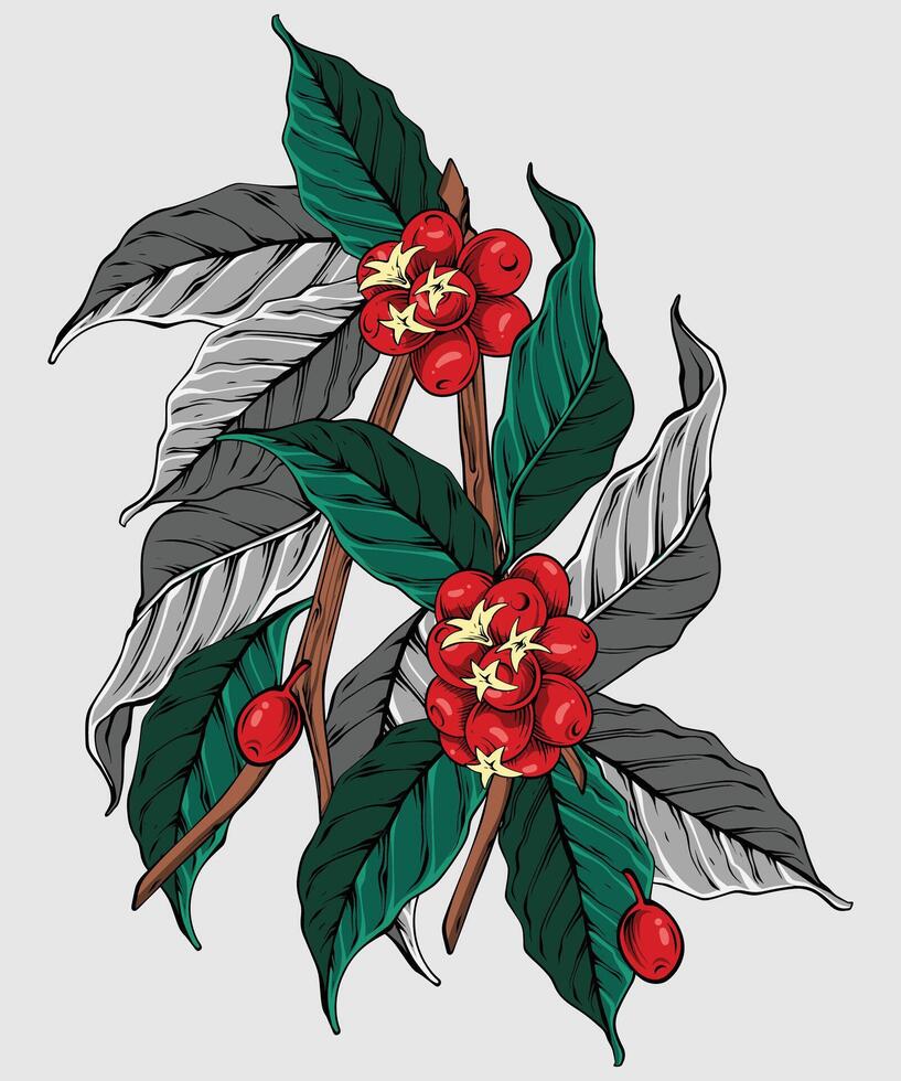 Green Coffee Beans vector