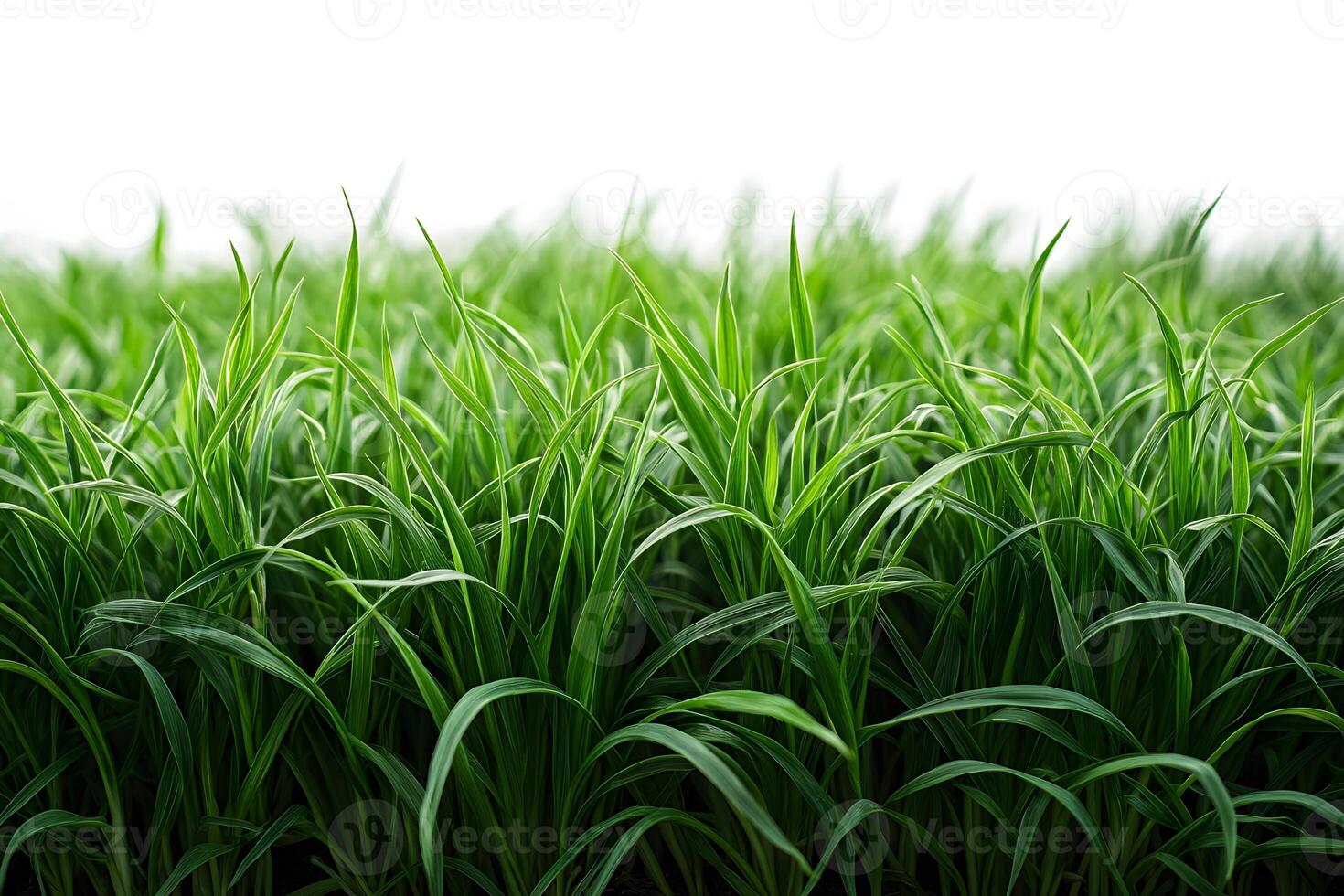 Lush Green Grass Field under Clear Sky for Nature and Gardening Concepts photo