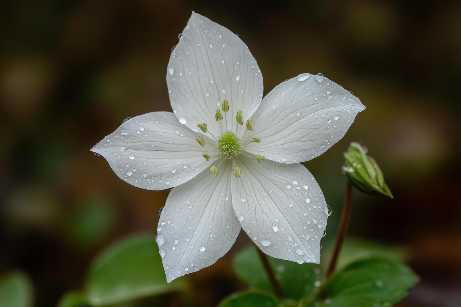 Close-up of white anemone flower with dew drops in natural habitat photo