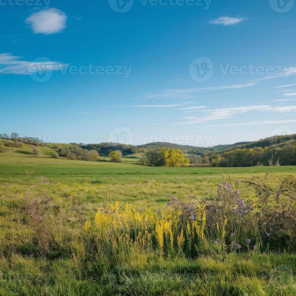 A field with yellow flowers and green grass photo