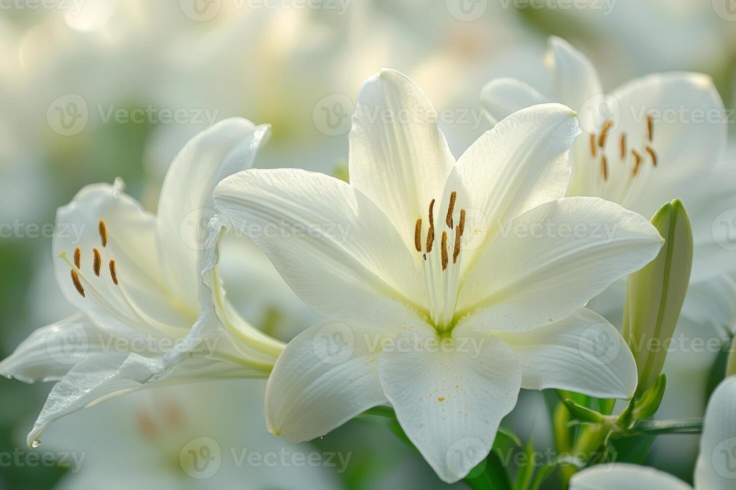 White lilies in bloom with dew drops in serene garden setting photo