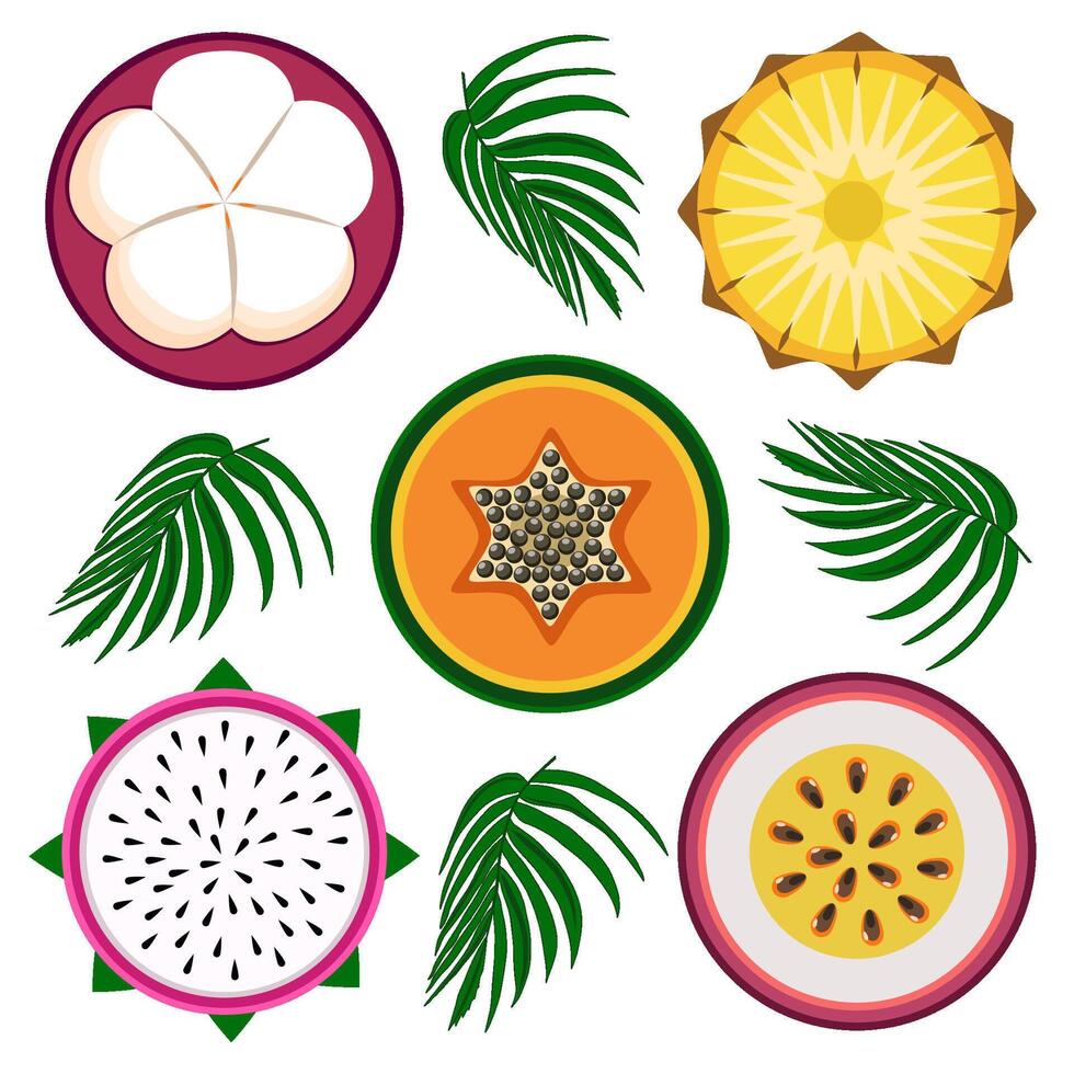 Exotic fruit slices set with leaves vector