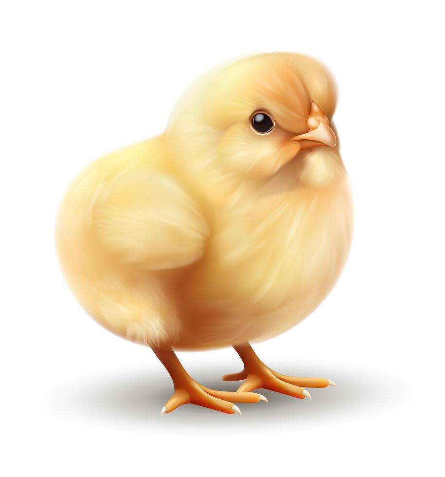 Photorealistic chicken with soft yellow feathers. Isolated on white background. Suitable for farm, Easter and children themes. vector