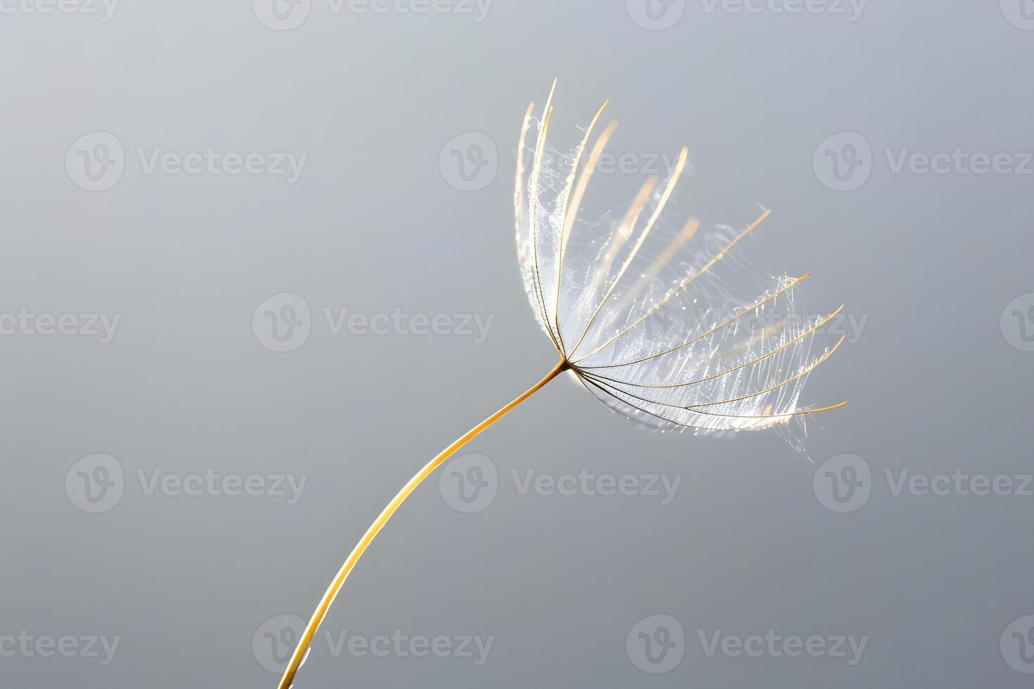 Seed Head Delicate Structure Displays Nature's Ephemeral Beauty with Intricate Details, Showing Botanical Wonders and Peaceful Serenity. photo