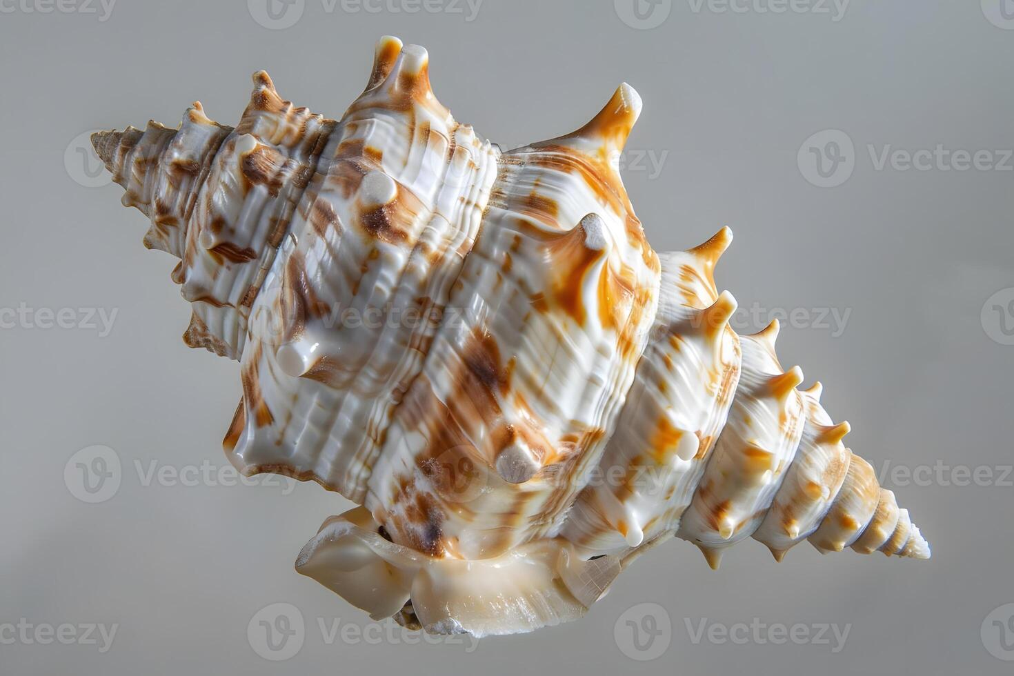 Seashell spiral. Close-up view of a brown and white seashell with unique texture and detailed spines, an ocean treasure exhibiting nature's intricate design and coastal beauty. photo