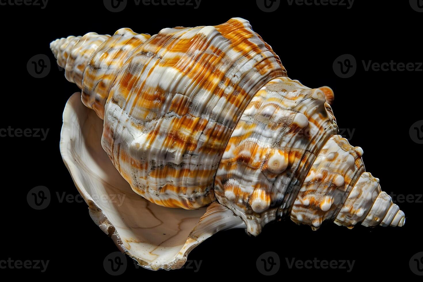 Seashell's Spiral. Exquisite Ocean Treasure, Detailed Close-Up, Natural Beauty, Striking Color Patterns, Unique Shell Texture, Intricate Shell Structure, Ocean Biodiversity, Macro Photograph photo