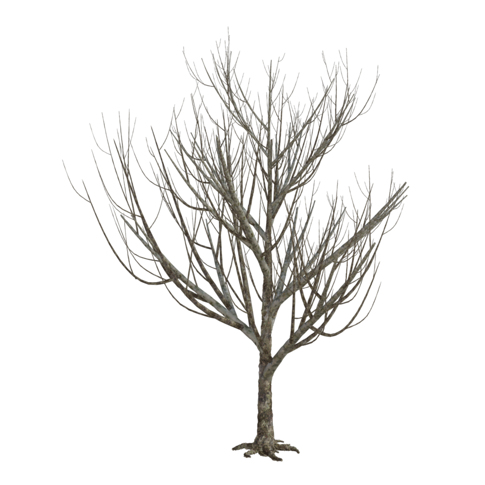 A tree with no leaves on it png