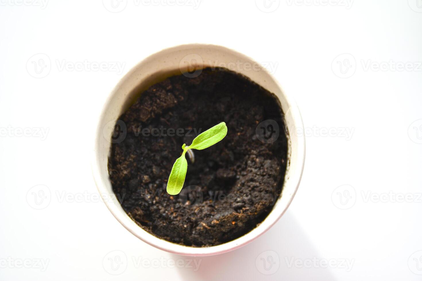 young tomatoe seedling. A small plant sprouting in a small paper cup filled with dark soil. Tomatoe seedling with two small, bright green leaves photo