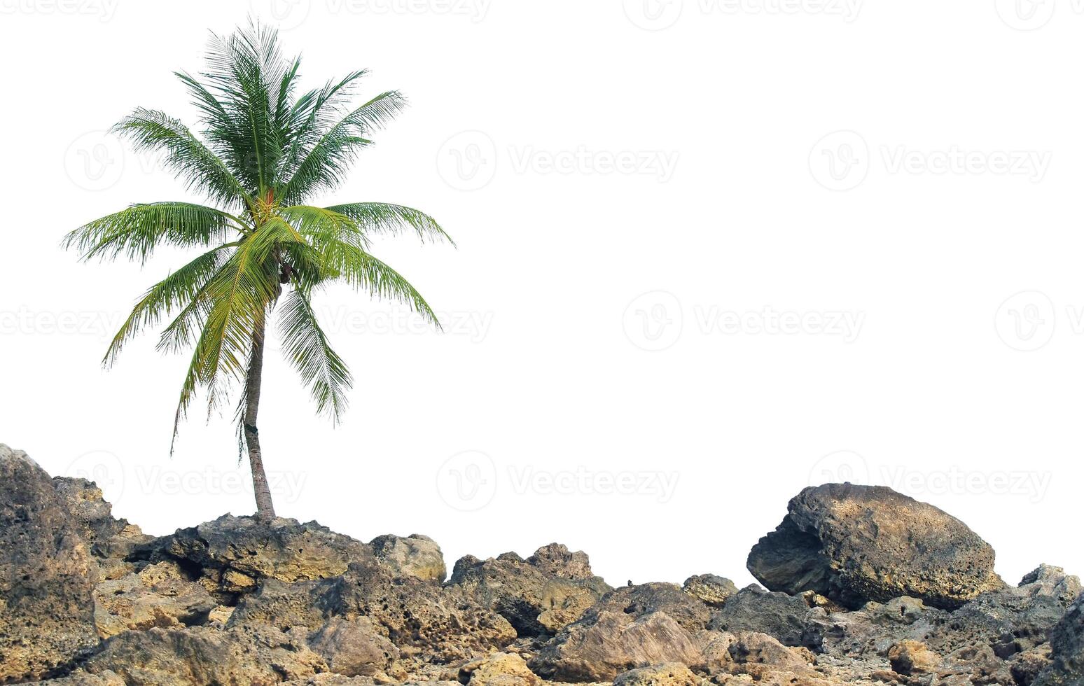 Solitary Palm Tree on Rocky Terrain Against Clear Sky, Capturing Tropical Serenity and Natural Beauty in Minimalist Composition photo