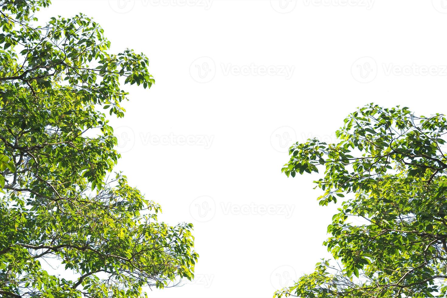 Lush Green Tree Branches Framing a Clear Blue Sky on a Bright Sunny Day in a Serene Natural Setting photo