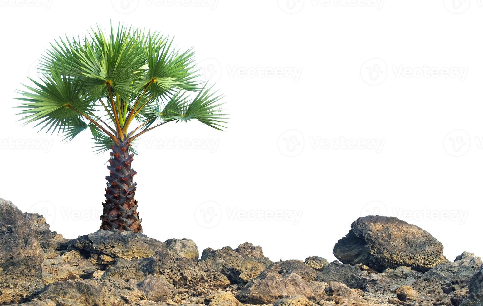 Lone Palm Tree on Rocky Terrain Against Clear Sky, Symbolizing Resilience and Solitude in Nature's Harsh Landscapes photo