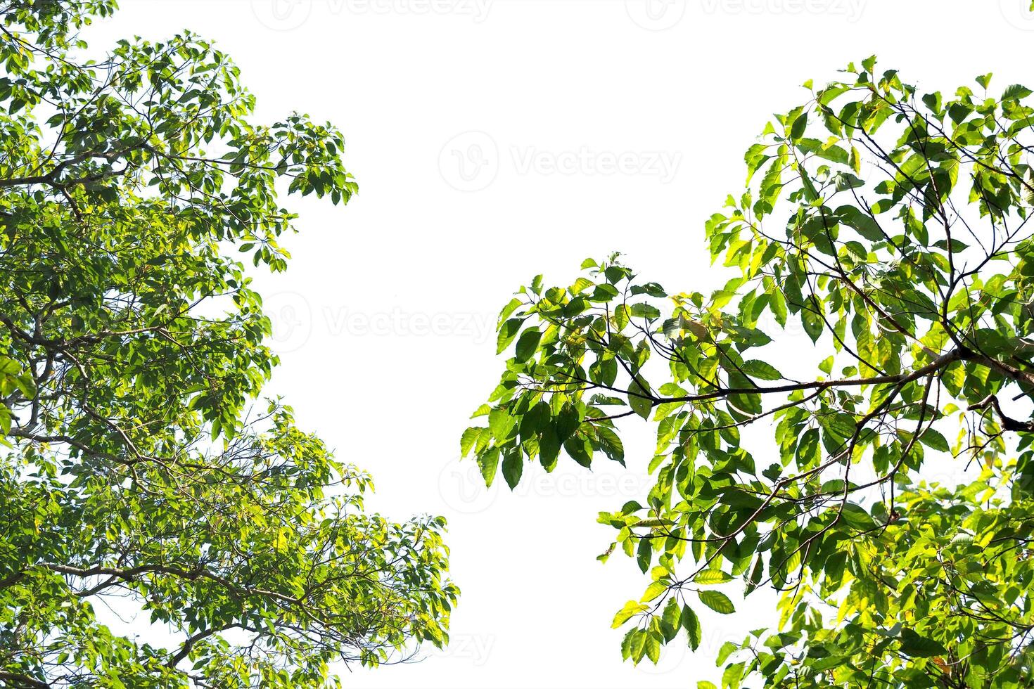 Lush Green Tree Branches Against a Clear Blue Sky Capturing the Essence of a Sunny Day in Nature's Tranquil Setting photo