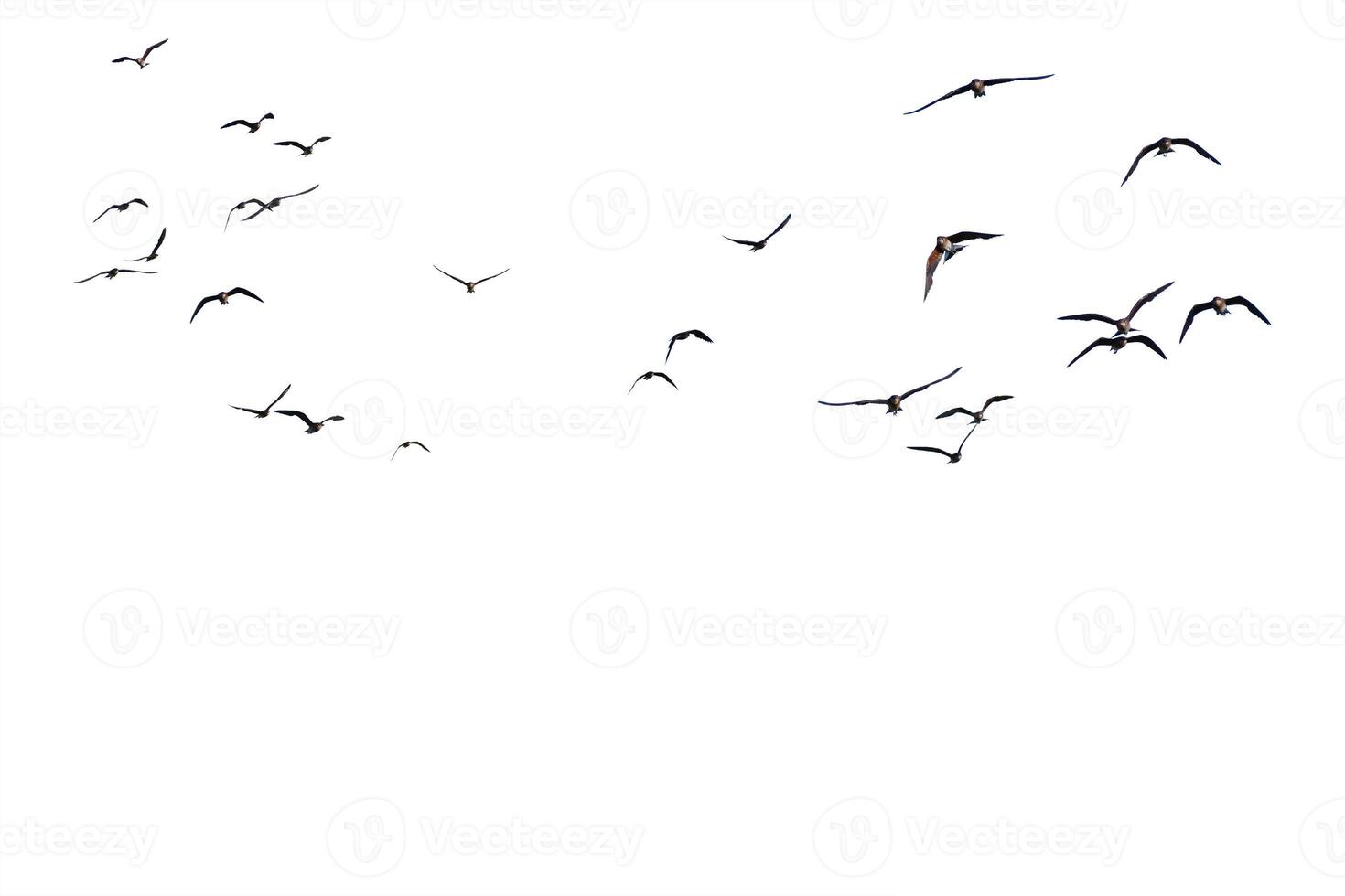 Flock of Birds Silhouetted Against a Clear White Sky in Flight Capturing the Essence of Freedom and Movement in Nature photo