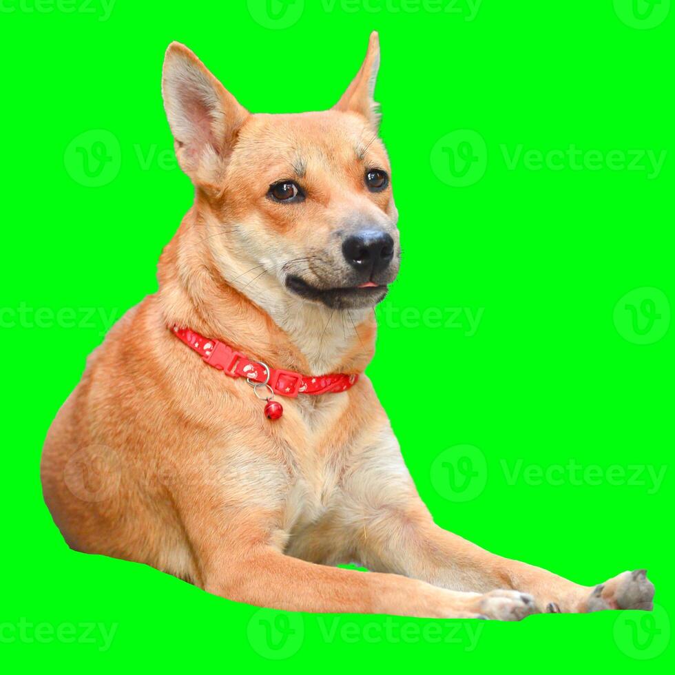 Charming Dog with Red Collar Relaxing Against a Vibrant Green Background for Creative Design Projects photo