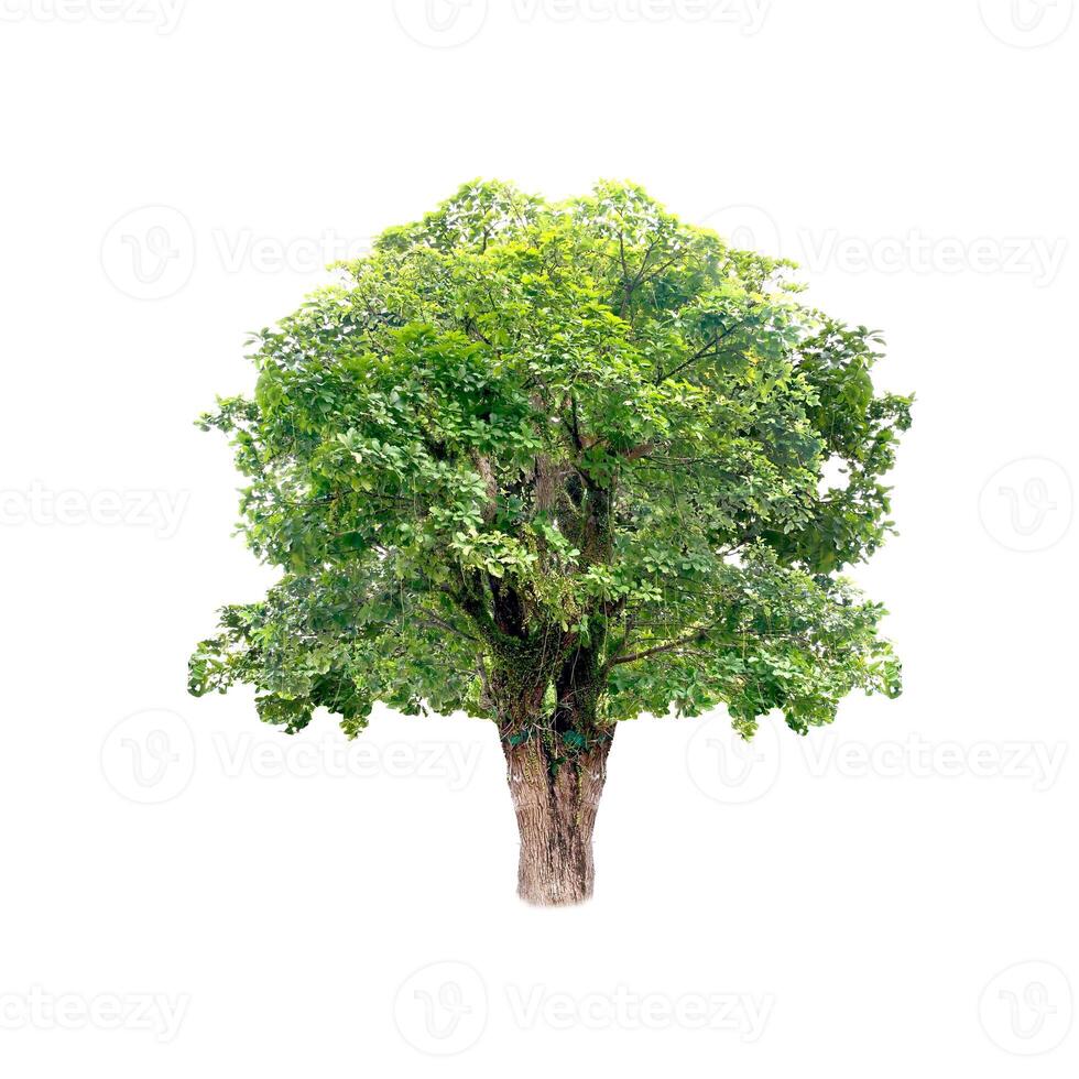 Lush Green Tree Isolated on White Background with Detailed Foliage and Textured Bark for Nature and Environmental Design Projects photo