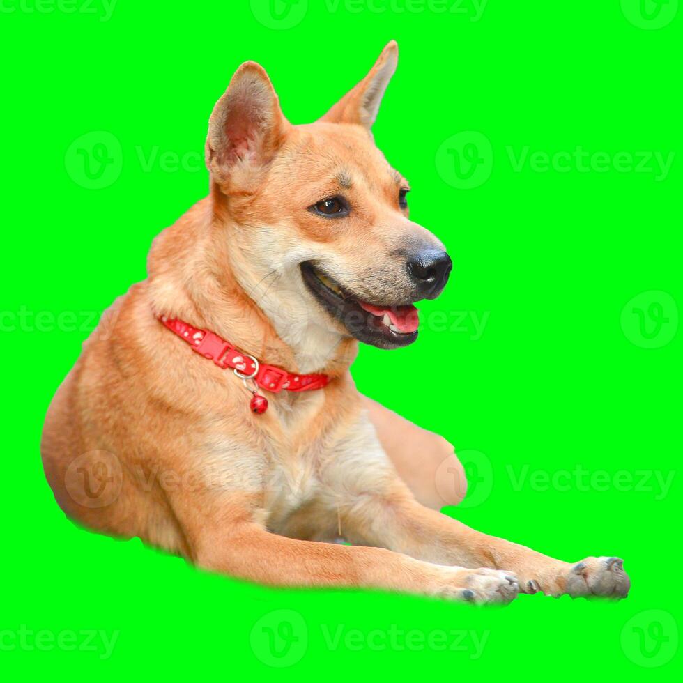 Happy Dog Relaxing on Green Screen Background with Red Collar, Perfect for Pet and Animal Themes in Advertising and Design photo