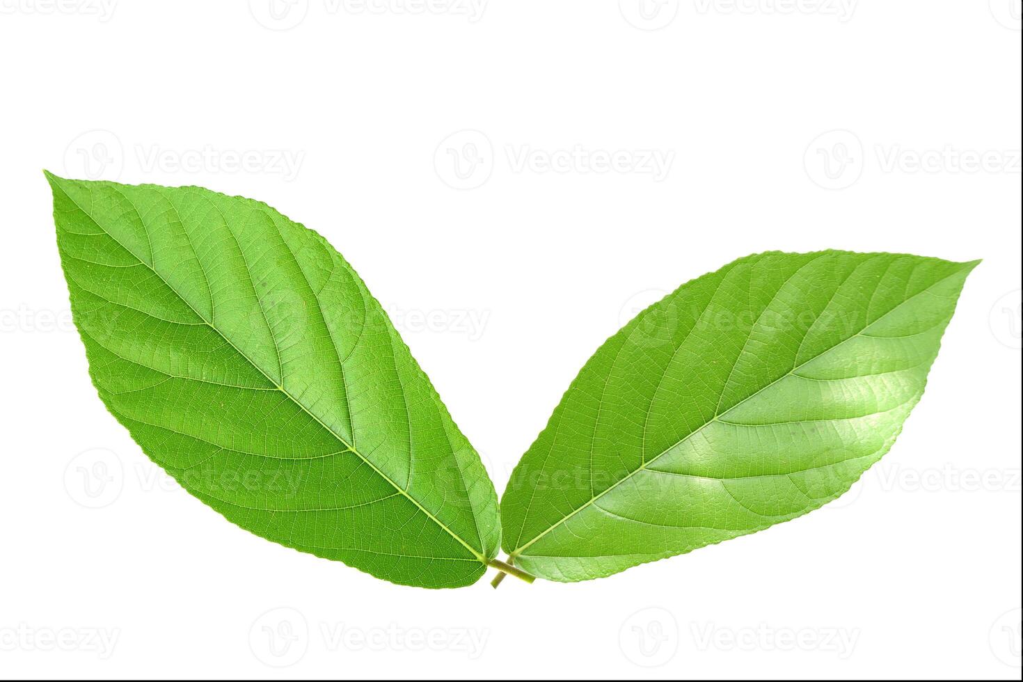 Close-Up of Two Vibrant Green Leaves on White Background Highlighting Natural Texture and Freshness photo