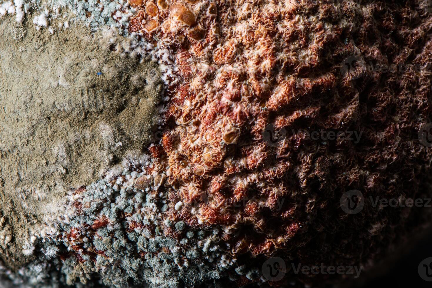 A detailed macro shot of mold growing on an organic surface, showcasing various textures and colors. The image highlights fungal spores, decay, and the intricate patterns of natural decomposition. photo