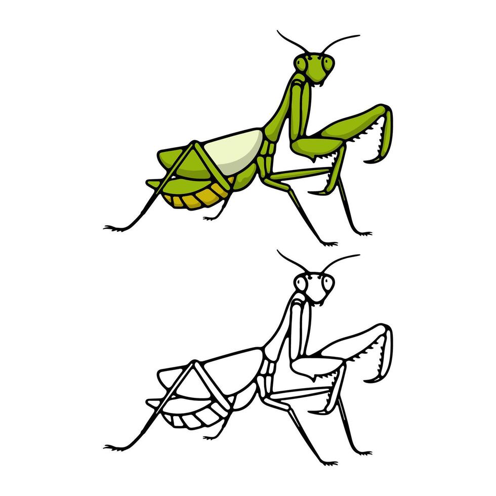 illustration cartoon mantis on white background vector