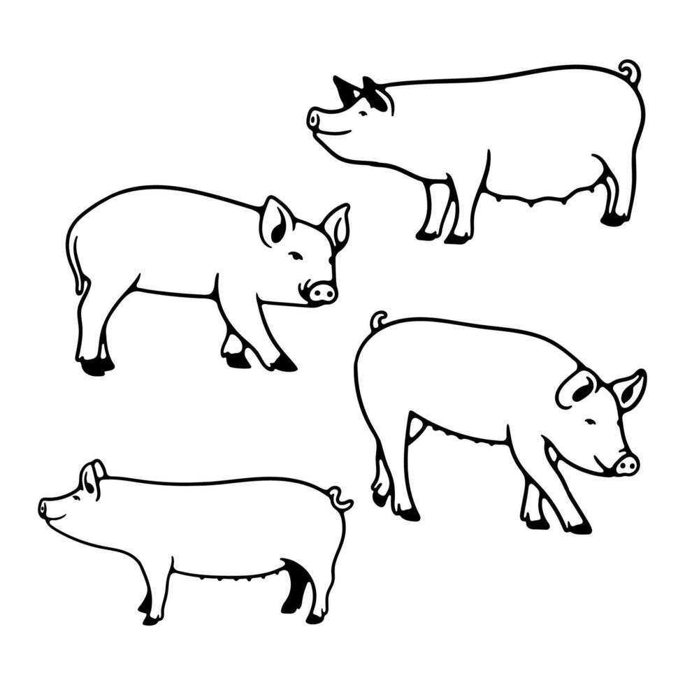 illustration hand draw pig on white background vector
